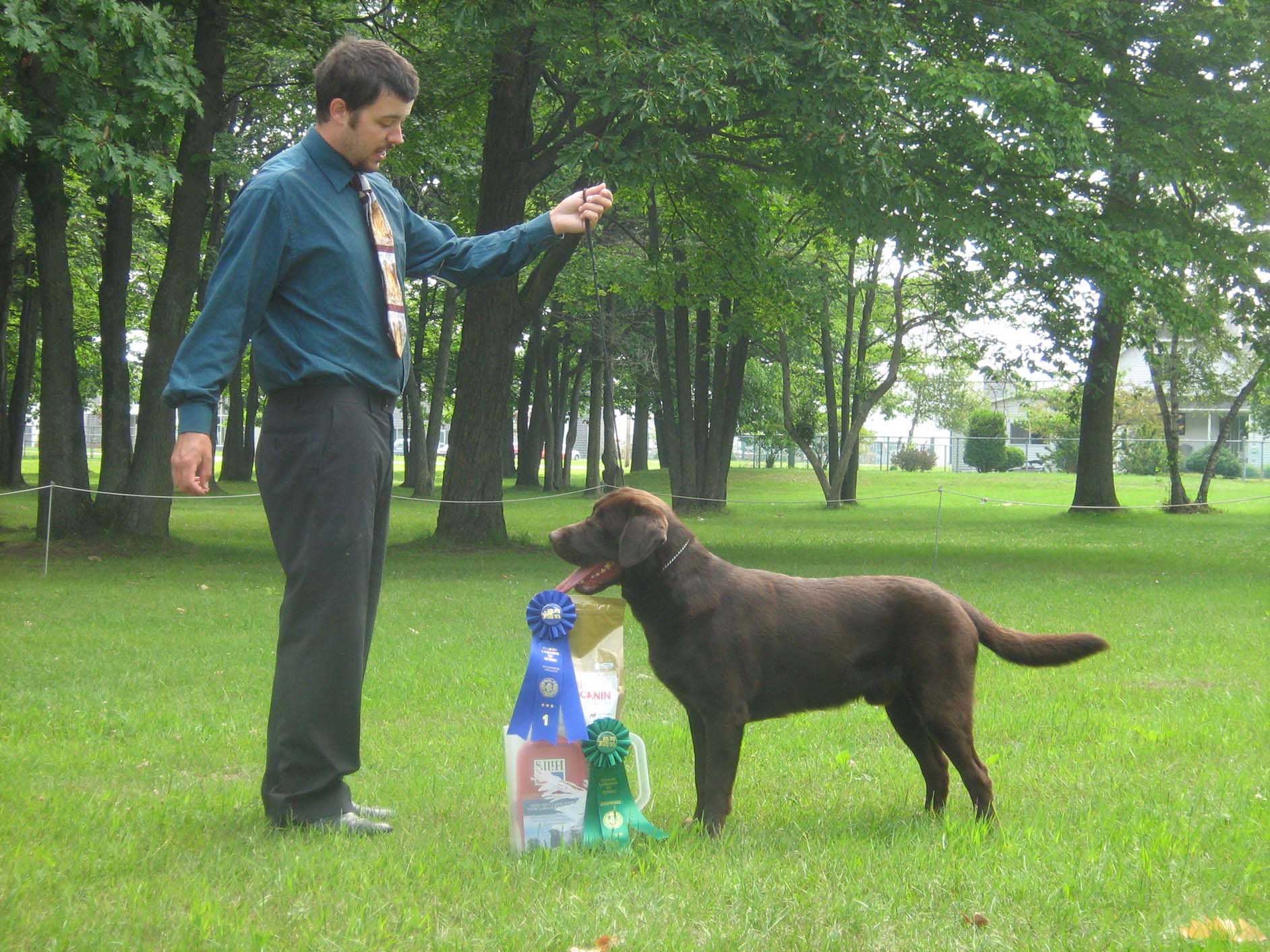 labrador chocolat