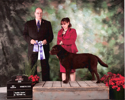 stud dog labrador chocolate