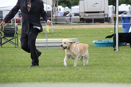 labrador femelle jaune