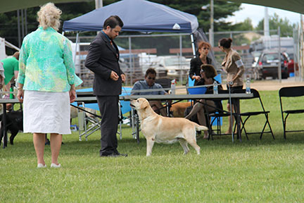 yellow lab