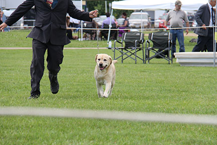 labrador femelle blonde