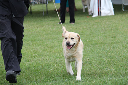 labrador blonde