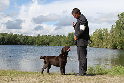 LABRADOR CHOCOLAT