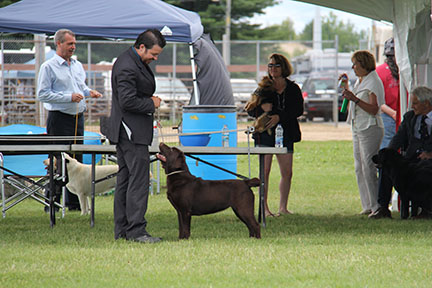 labrador chocolat