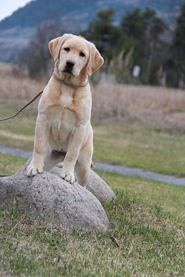 labrador retriever noir jaune chocolat