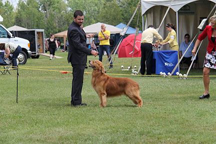 golden retriever