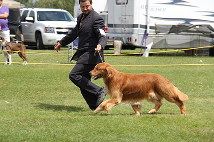 male golden