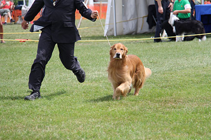 male golden retriever fonce