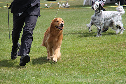 golden retriever roux