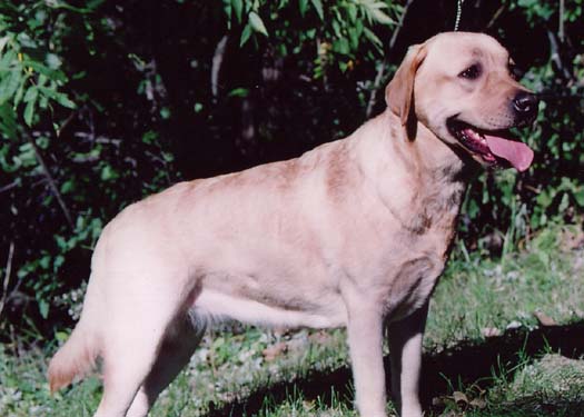 labrador