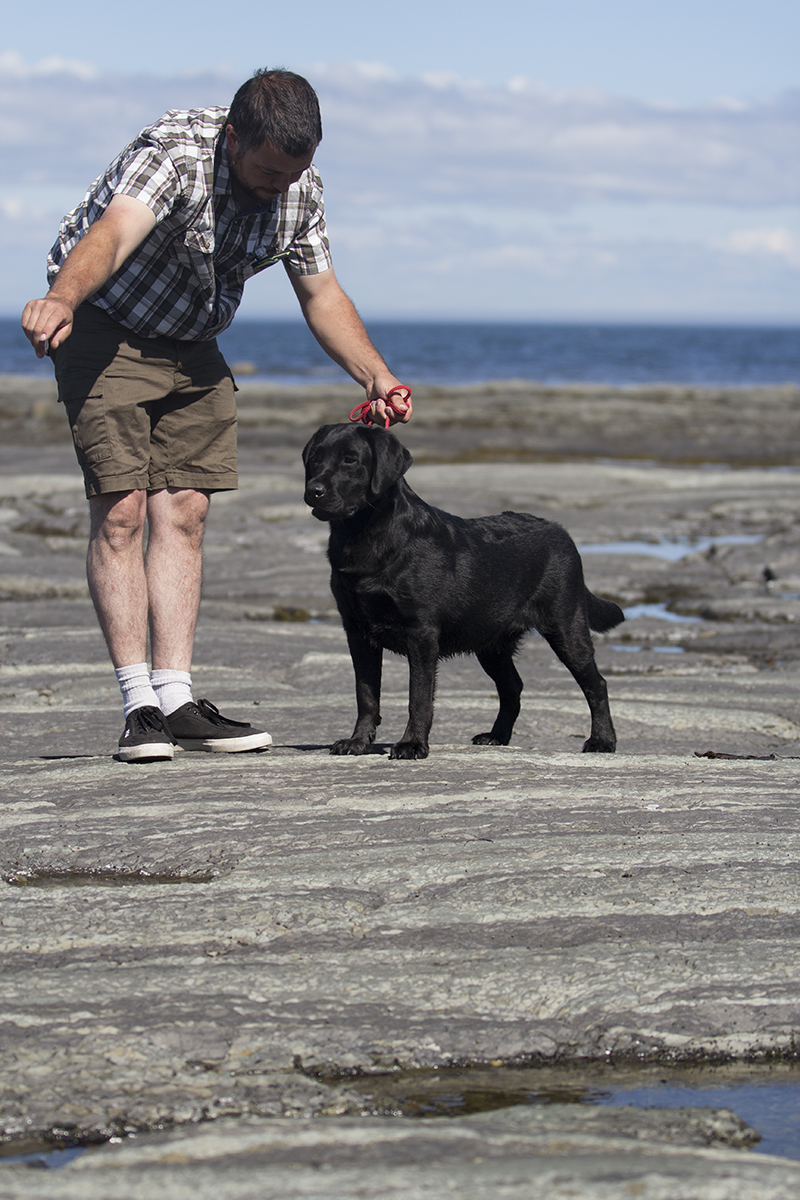 labrador