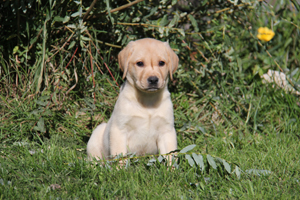 labrador