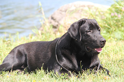 labrador