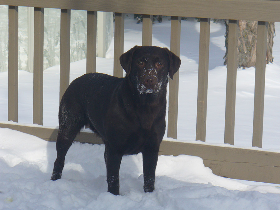 labrador