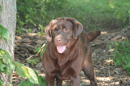 labrador