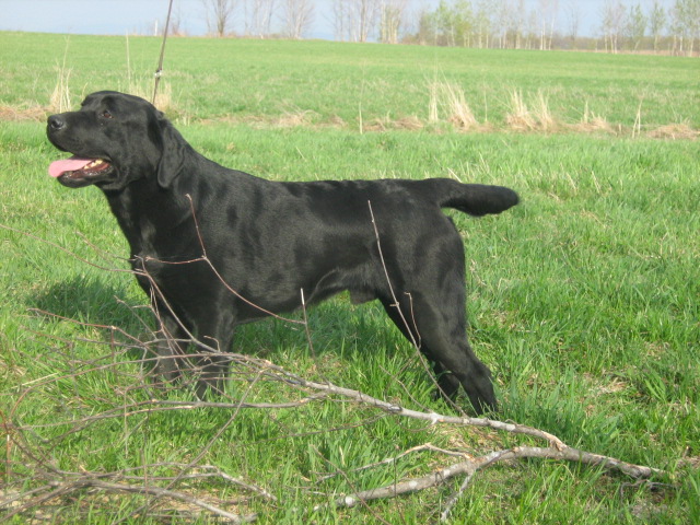 labrador