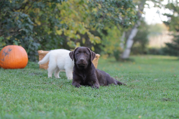 labrador