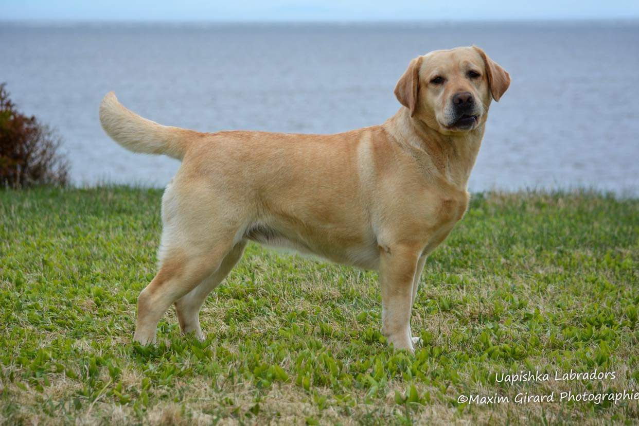 labrador