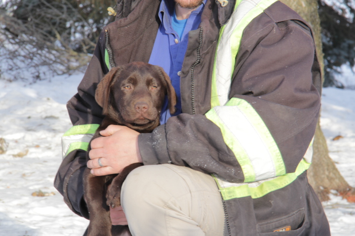 labrador