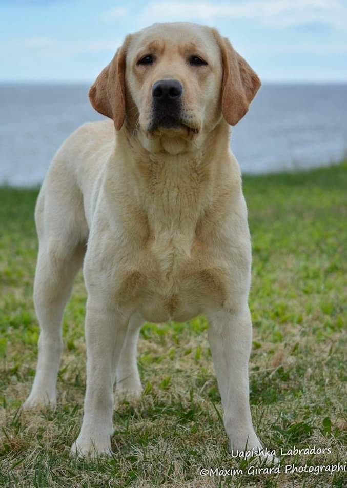 labrador