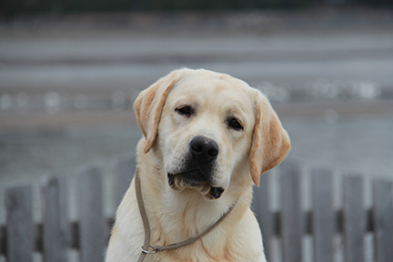 labrador