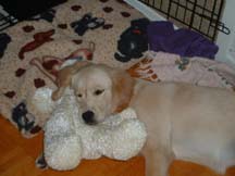 chiot golden retriever