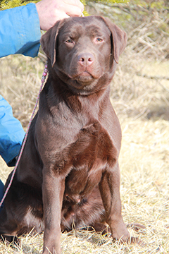 labrador