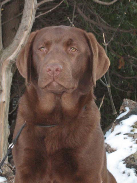 labrador