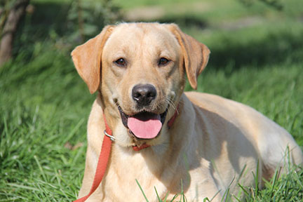 labrador